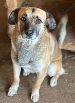 Kadek ca. 43 cm   der Entspannte