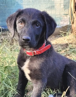 ROMA, ein ruhiges, verschmustes und verspieltes Hundemädchen