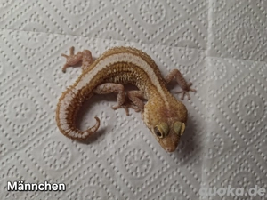 Madagaskar Großkopfgecko Männchen  Bild 2