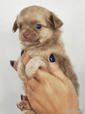 Reinrassige Chihuahua Welpen 