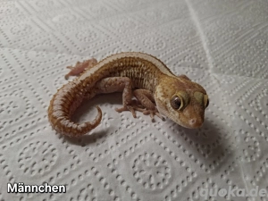 Madagaskar Großkopfgecko Männchen  Bild 3