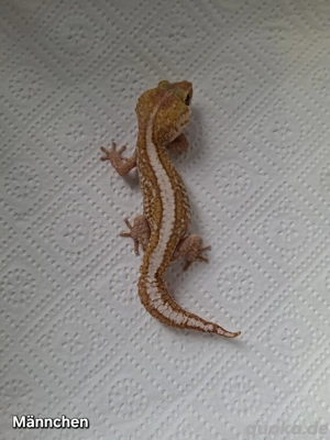 Madagaskar Großkopfgecko Männchen 