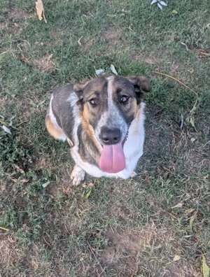 Frohnatur Otis sucht warmes Körbchen