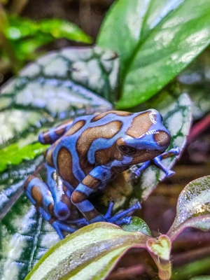 Diverse Nachzuchten Dendrobaten Dendrobates auratus Frösche Pfeilgiftfrösche abzugeben Bild 4