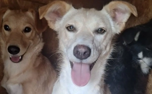 Für Menschen mit Herz und Geduld: Tofu wartet auf ihr Wunder