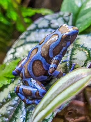 Diverse Nachzuchten Dendrobaten Dendrobates auratus Frösche Pfeilgiftfrösche abzugeben Bild 3