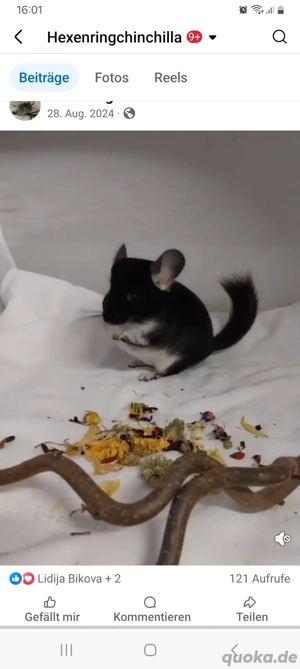 Chinchilla Jungtiere 