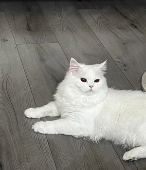 Zwei wunderschöne reinrassige Perserkater suchen ein liebevolles Zuhause 