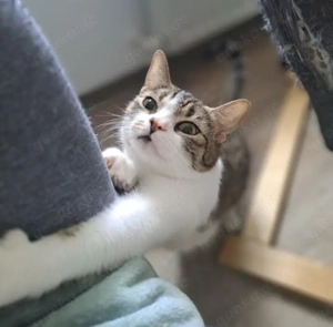 Junge Katze sucht noch ein zu Hause