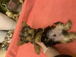 Yorkshire Terrier Welpe exklusiv  Bild 3