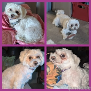 Malteser Deckrüde gesucht von  