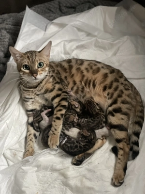 Reinrassige Bengalkitten ab den 18.12.2025 abzugeben