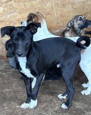 Dutch ca. 40 cm   kleiner Herzensjunge