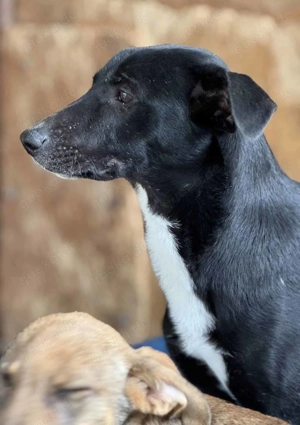 Dutch im Wachstum-  kleiner Herzensjunge