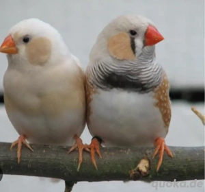 Suchen Prachtfinken und weitere. 