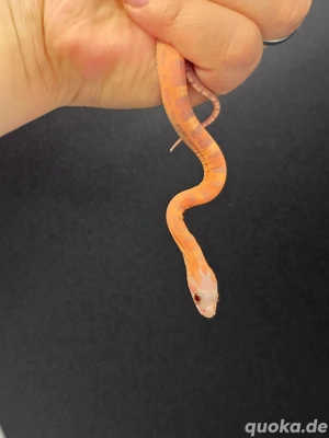 1.0 Ultramel Scaleless het Caramel  Bild 3