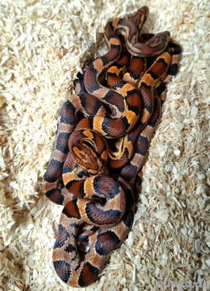 Kornnattern 'Abbott's Okeetee' Bild 2