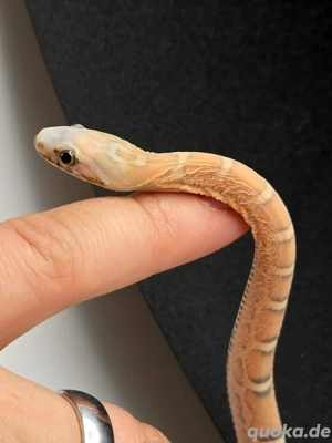 1.0 Scaleless het Caramel Ultramel Terrazzo  Bild 4