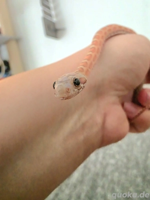 1.0 Scaleless het Caramel Ultramel Terrazzo  Bild 3