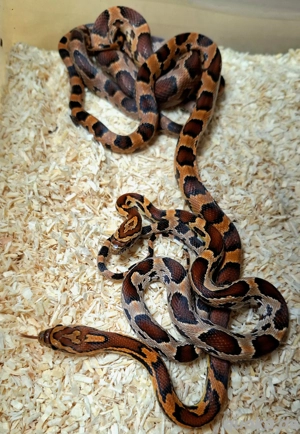 Kornnattern 'Abbott's Okeetee' Bild 3