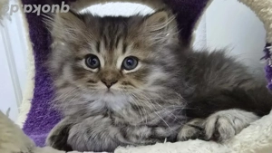 Einzigartiger BKH-Langhaarkater sucht ein liebevolles Zuhause     