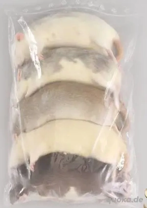 Gefrorene Ratten   Größe 150 200 g