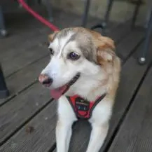 Sandy K 45 cm   Die scheue Seele [auf Pflegestelle in D-91583 Schillingsfürst]