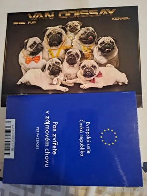 reinrassiger Mops Bild 2