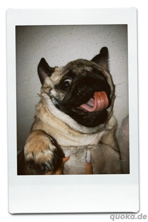 reinrassiger Mops Bild 4