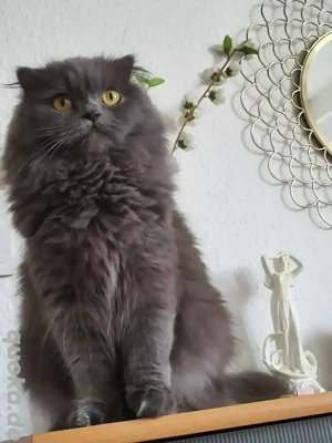 Graue Perserkatze mit goldenen Augen sucht ein neues Zuhause       