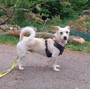 Kleiner Bodo sucht kuscheliges Körbchen