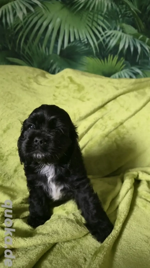 Wunderschöne American Cocker Spaniel  Rüden