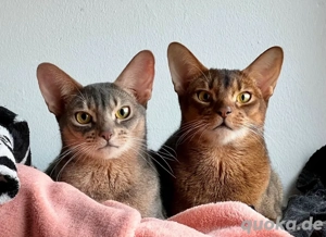 Reinrassige zahme Abessinier Kater 