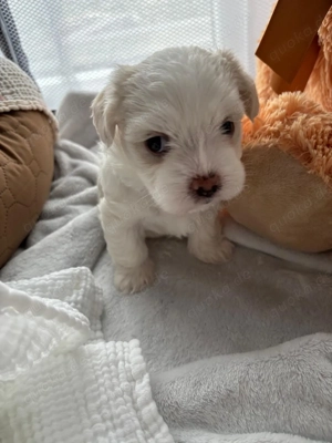 Malteser Welpe  junge
