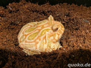 1,0 Ceratophrys cranwelli - albino Schmuckhornfrosch Männchen CB22