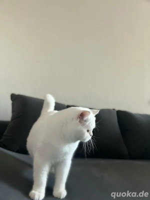 Britisch Kurzhaar Kater   Reinweiß & Wunderschön   