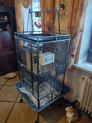 2 Pfirsichköpfchen (Agapornis fischeri) mit Großes Käfig