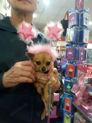 Mini Chihuahua gesucht