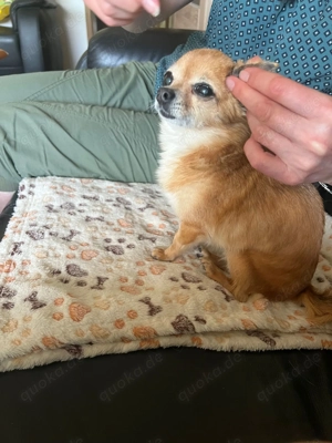 Mini Chihuahua gesucht Bild 3