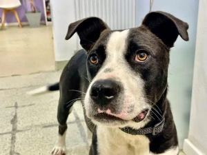 Gute Laune Hund Bootsmann sucht dich