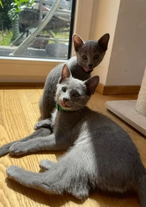 Reinrassige Russisch Blau mit Stammbaum aus seriöser Zucht