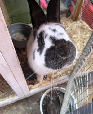 Deutscher Riese Bock