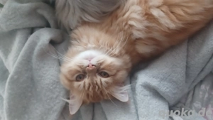 Baby katze Perser Mädchen.Junge.  Bild 8 Baby katze Perser Mädchen.Junge.  Bild 8