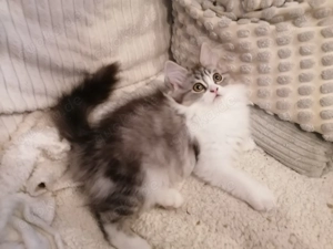 Schöne Perser-Kitten