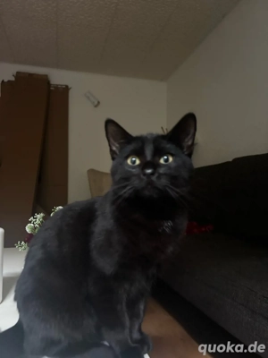 Katzen 6 monate alt zu verschenken