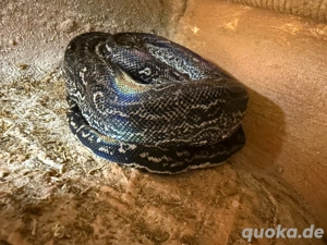 Boa constrictor imperator   Leopard het. Anery (1.0, 05 2023)