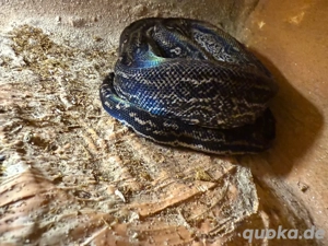 Boa constrictor imperator   Leopard het. Anery (1.0, 05 2023) Bild 2