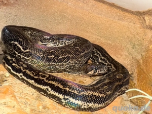 Boa constrictor imperator   Leopard het. Anery (1.0, 05 2023) Bild 3