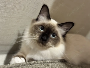 Heilige Birma Kitten Chocolate Point