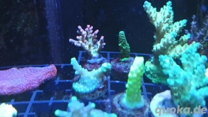 Korallen Korallenableger Meerwasser 